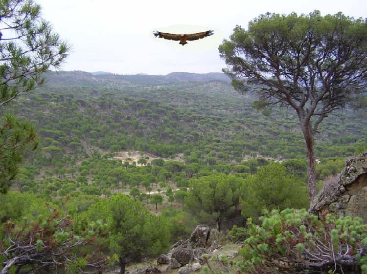 Aguila Dorada - Hoyo de Pinares